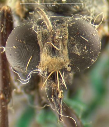 Media type: image;   Entomology 7582 Aspect: head frontal view